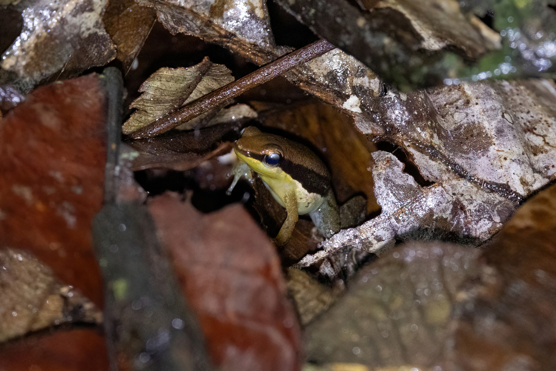 Manu Rocket Frog (Allobates conspicuus) Estacion Biologica Los Amigos, Madre de Dios, Peru. Nov 1, 2023 Allobates conspicuus,Geotagged,Peru,Spring