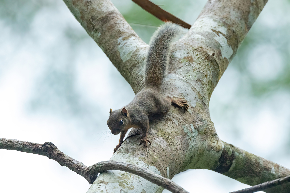 Bolivian Squirrel (Sciurus ignitus) Estacion Biologica Los Amigos, Madre de Dios, Peru. Nov 1, 2023 Bolivian squirrel,Fall,Geotagged,Peru,Sciurus ignitus,Spring