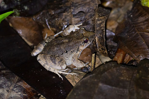 Peter's Jungle Frog (Leptodactylus petersii) Estacion Biologica Los Amigos, Madre de Dios, Peru. Nov 1, 2023 Geotagged,Leptodactylus petersii,Peru,Peter's Jungle Frog,Spring