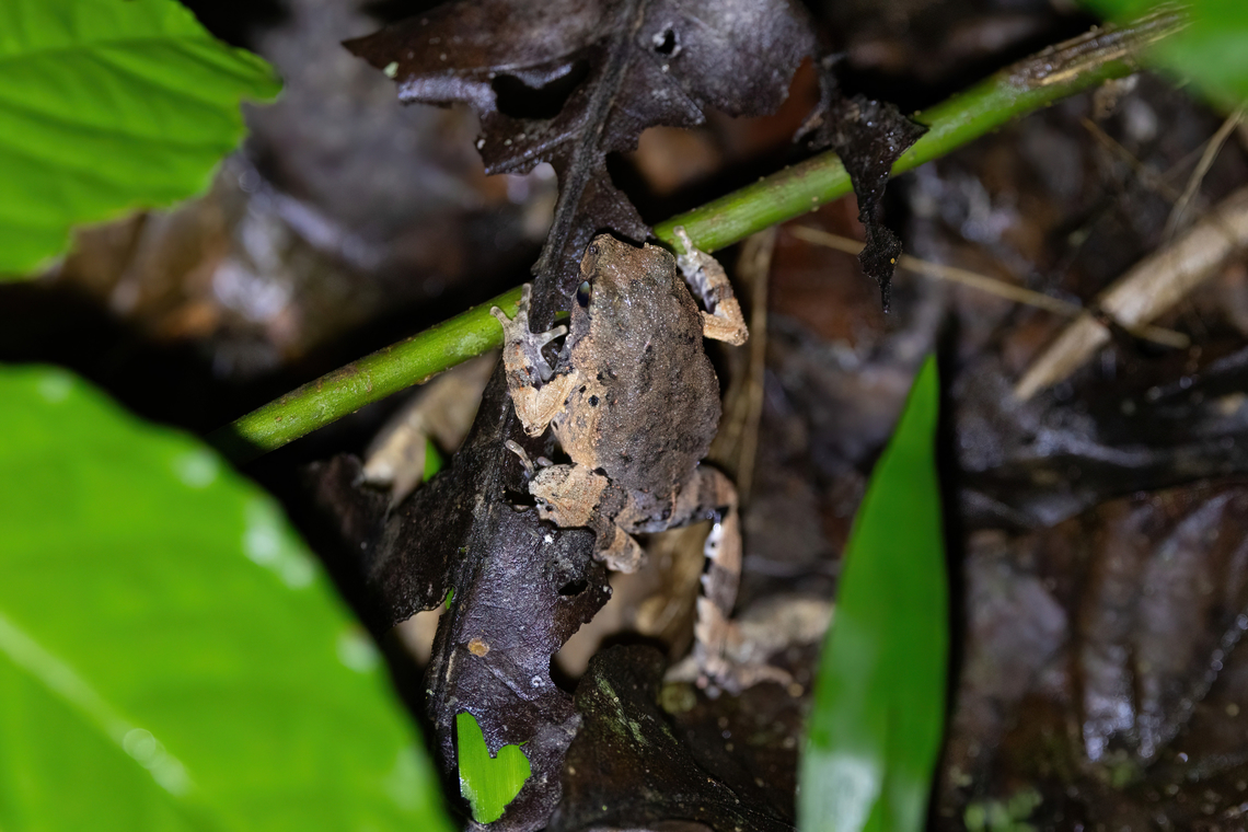 Freiberg's Foam-Frog (Engystomops freibergi) Estacion Biologica Los Amigos, Madre de Dios, Peru. Nov 1, 2023 Engystomops freibergi,Geotagged,Peru,Spring