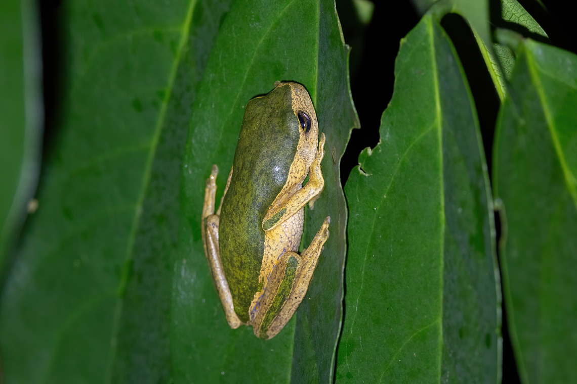 Jaguar Leaf Frog (Pithecopus palliatus) Estacion Biologica Los Amigos, Madre de Dios, Peru. Nov 1, 2023 Geotagged,Peru,Pithecopus palliatus,Spring
