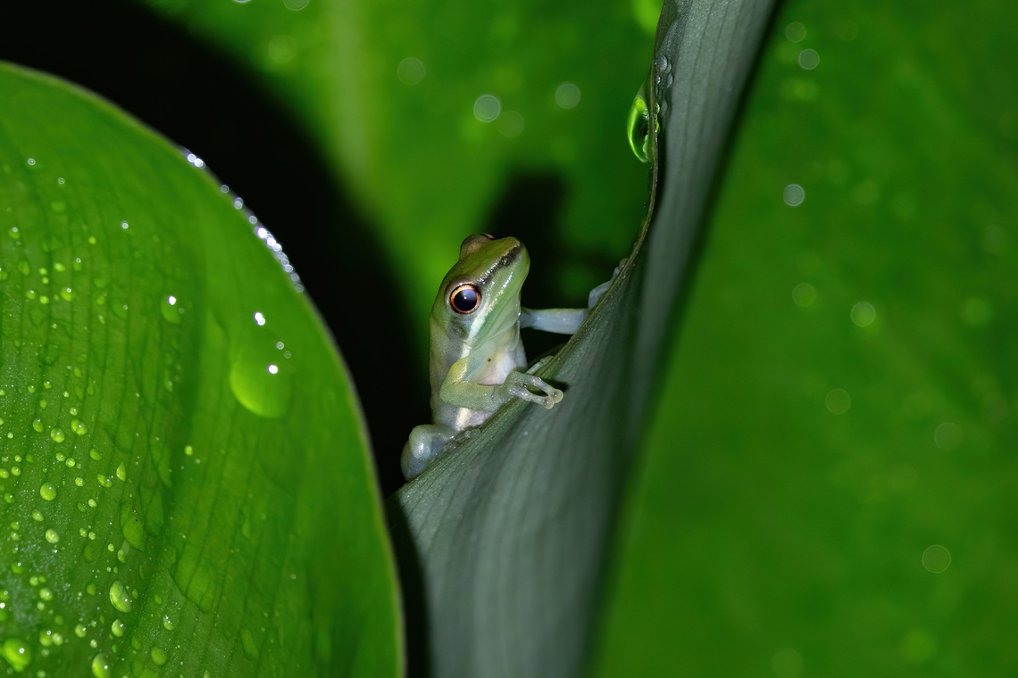 Slender Tree Frog (Scarthyla goinorum) Estacion Biologica Los Amigos, Madre de Dios, Peru. Nov 1, 2023 Geotagged,Peru,Scarthyla goinorum,Slender Tree Frog,Spring