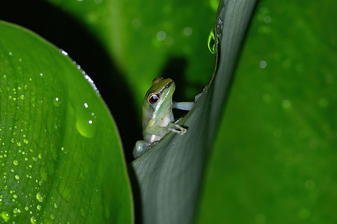 Slender Tree Frog (Scarthyla goinorum) Estacion Biologica Los Amigos, Madre de Dios, Peru. Nov 1, 2023 Geotagged,Peru,Scarthyla goinorum,Slender Tree Frog,Spring