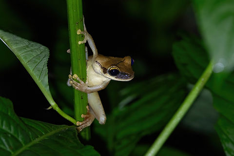 Bolivian Spiny-backed Frog (Osteocephalus castaneicola) Estacion Biologica Los Amigos, Madre de Dios, Peru. Nov 1, 2023 Geotagged,Osteocephalus castaneicola,Peru,Spring