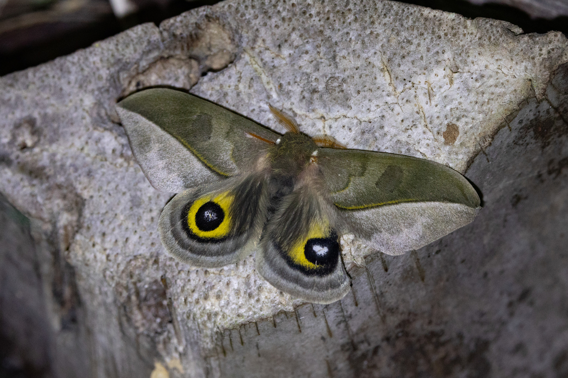 Automeris annulata (Saturniidae) Amazilia Bioreserva, Amazonas, Peru. Jan 3, 2024 Automeris annulata,Geotagged,Peru,Summer