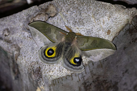 Automeris annulata (Saturniidae) Amazilia Bioreserva, Amazonas, Peru. Jan 3, 2024 Automeris annulata,Geotagged,Peru,Summer