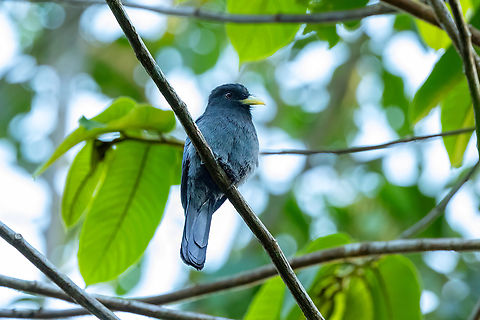 Yellow-billed nunbird (Monasa flavirostris) Estacion Biologica Los Amigos, Madre de Dios, Peru. Nov 2, 2023 Geotagged,Monasa flavirostris,Peru,Spring,Yellow-billed nunbird