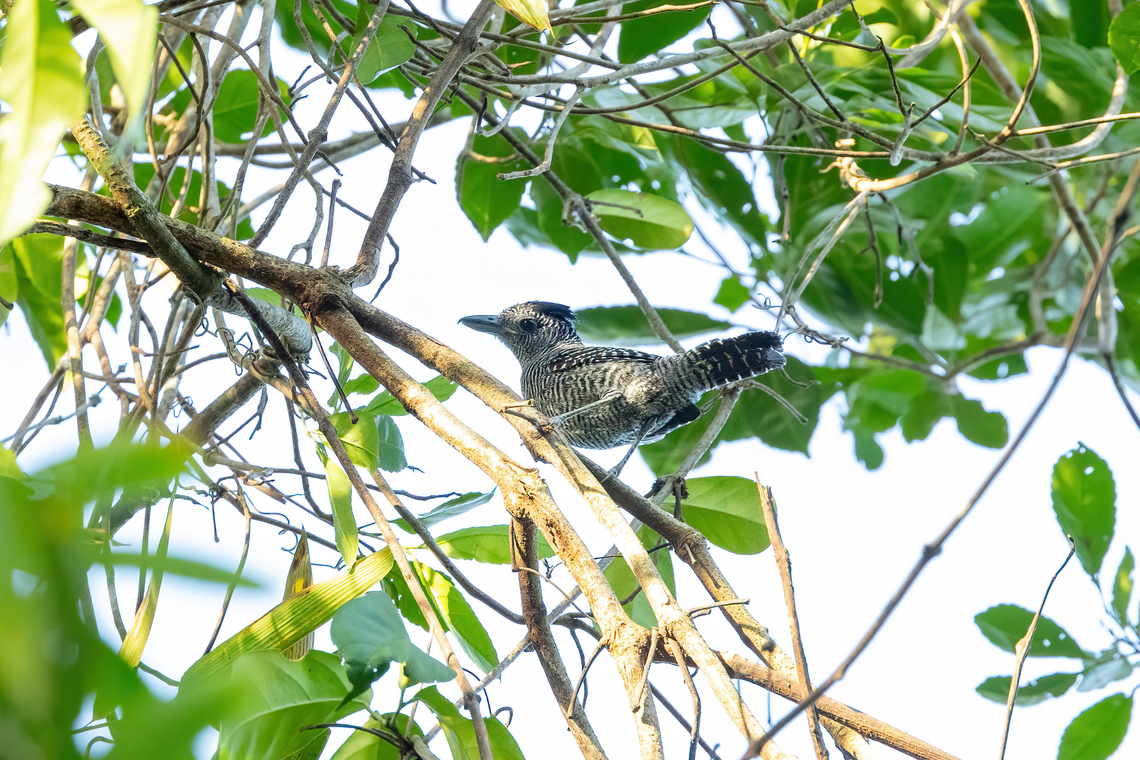 Bamboo antshrike (Cymbilaimus sanctaemariae) Estacion Biologica Los Amigos, Madre de Dios, Peru. Nov 2, 2023 Bamboo antshrike,Cymbilaimus sanctaemariae,Geotagged,Peru,Spring