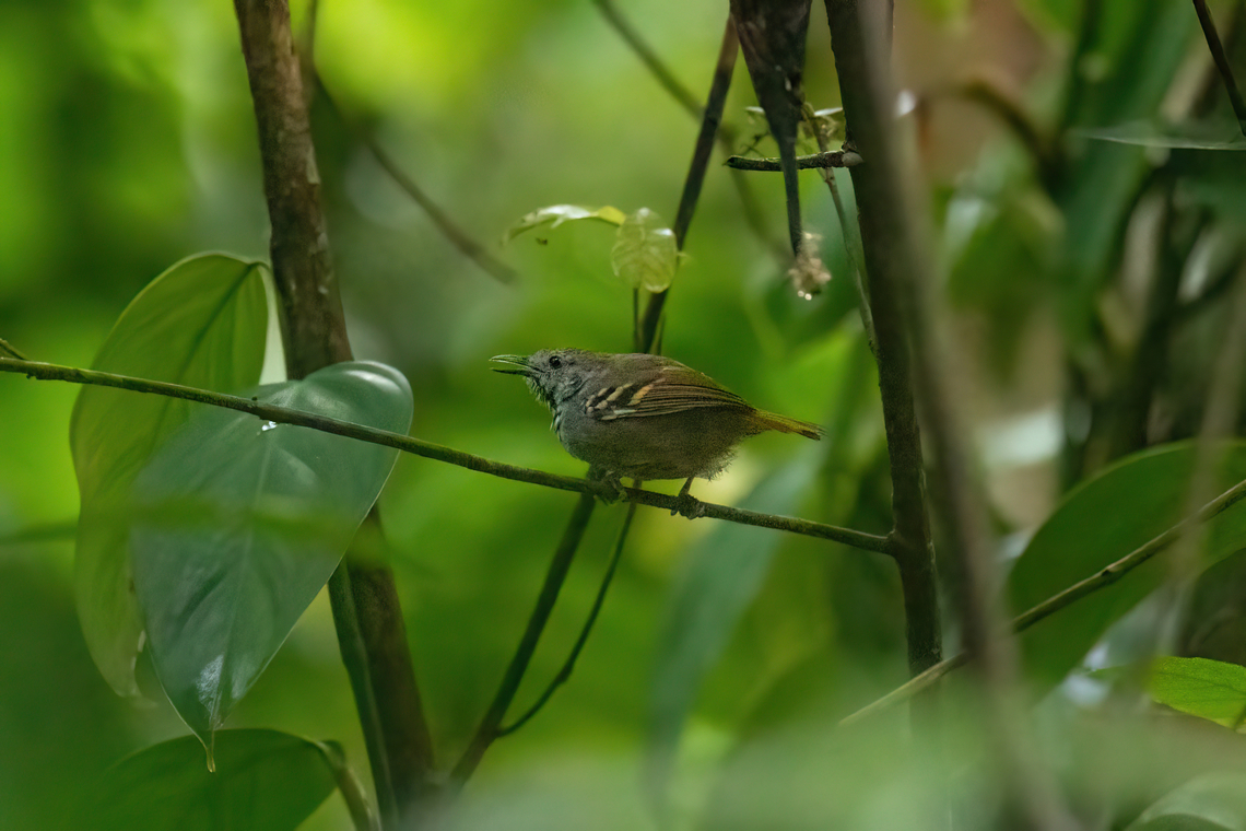 White-eyed Stipplethroat (Epinecrophylla leucophthalma) Estacion Biologica Los Amigos, Madre de Dios, Peru. Nov 2, 2023 Epinecrophylla leucophthalma,Geotagged,Peru,Spring,White-eyed antwren