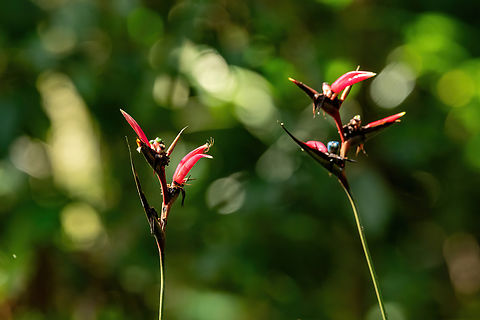 Heliconia metallica (Heliconiaceae) Estacion Biologica Los Amigos, Madre de Dios, Peru. Nov 2, 2023 Geotagged,Heliconia metallica,Peru,Spring
