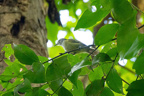 Chestnut-shouldered antwren (Euchrepomis humeralis) Estacion Biologica Los Amigos, Madre de Dios, Peru. Nov 2, 2023 Chestnut-shouldered antwren,Euchrepomis humeralis,Geotagged,Peru,Spring