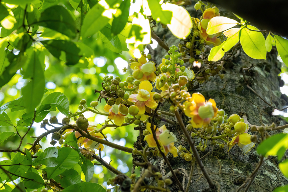 Cannonball Tree (Couroupita guianensis) Estacion Biologica Los Amigos, Madre de Dios, Peru. Nov 2, 2023 Bertholletia excelsa,Brazil nut tree,Cannonball tree,Couroupita guianensis,Geotagged,Peru,Spring