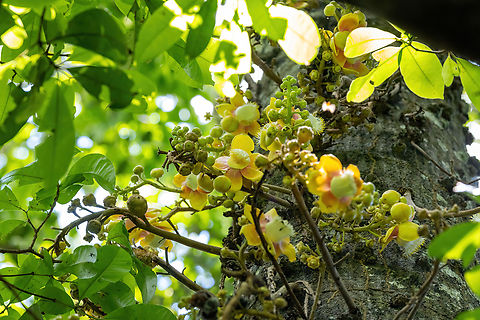 Cannonball Tree (Couroupita guianensis) Estacion Biologica Los Amigos, Madre de Dios, Peru. Nov 2, 2023 Bertholletia excelsa,Brazil nut tree,Cannonball tree,Couroupita guianensis,Geotagged,Peru,Spring
