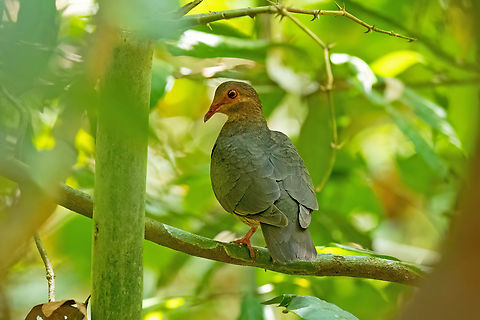 Ruddy Quail-Dove (Geotrygon montana) Estacion Biologica Los Amigos, Madre de Dios, Peru. Nov 2, 2023 Geotagged,Geotrygon montana,Peru,Ruddy quail-dove,Spring