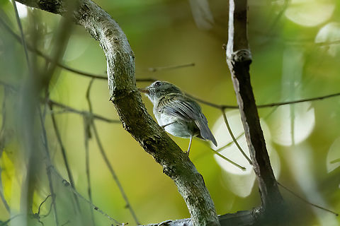 Flammulated Pygmy-Tyrant (Hemitriccus flammulatus) Estacion Biologica Los Amigos, Madre de Dios, Peru. Nov 2, 2023 Flammulated bamboo tyrant,Geotagged,Hemitriccus flammulatus,Peru,Spring