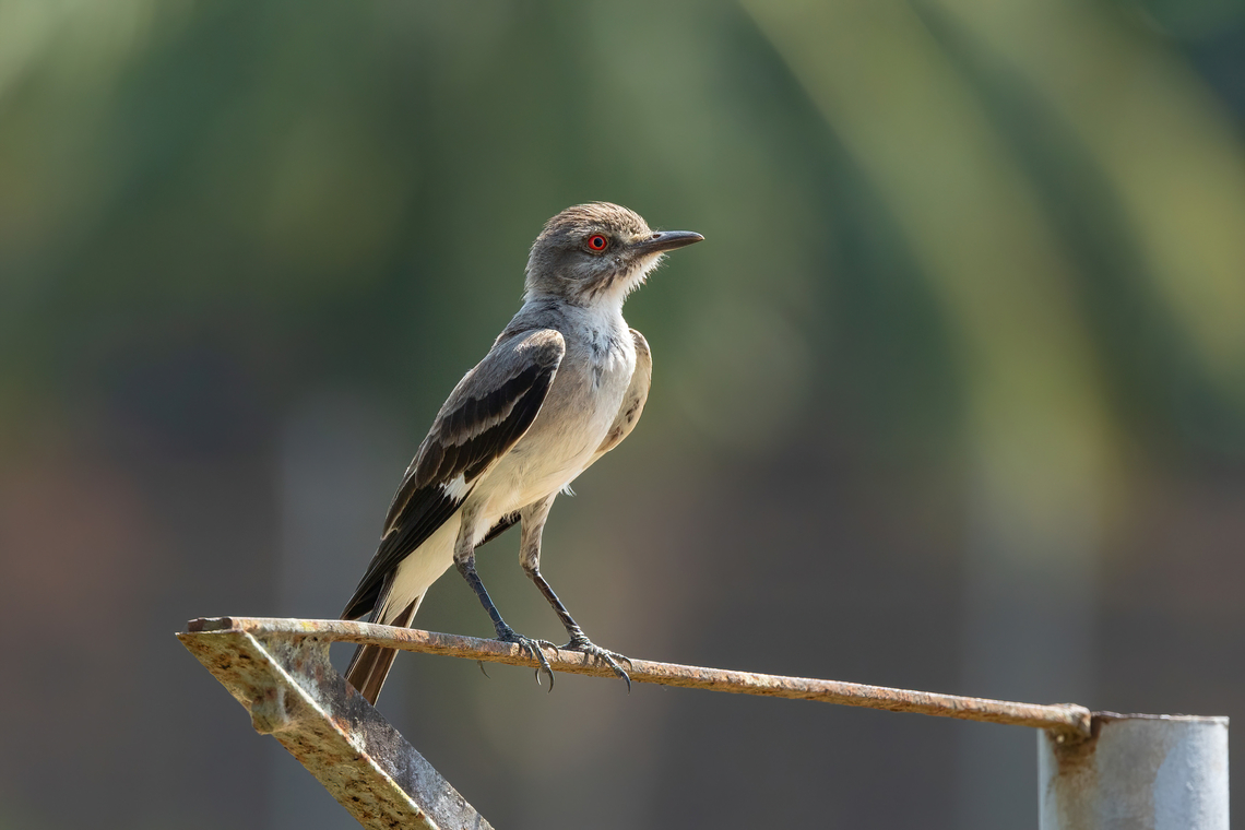 Gray Monjita (Nengetus cinereus) Puerto Maldonado, Madre de Dios, Peru. Nov 6, 2023 Geotagged,Grey monjita,Nengetus cinereus,Peru,Spring