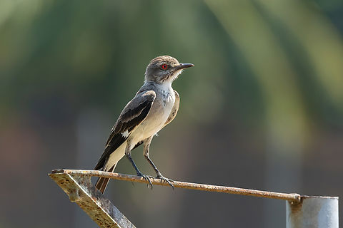 Gray Monjita (Nengetus cinereus) Puerto Maldonado, Madre de Dios, Peru. Nov 6, 2023 Geotagged,Grey monjita,Nengetus cinereus,Peru,Spring