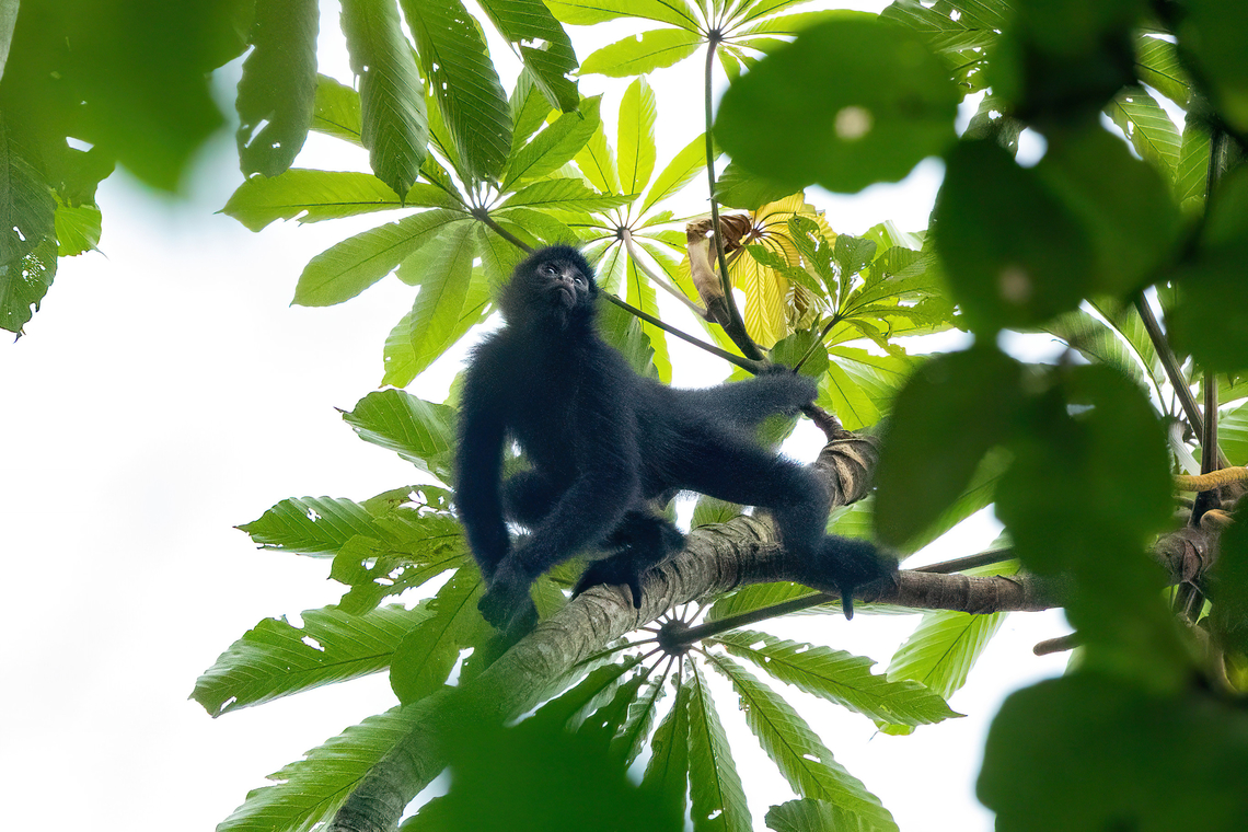 Black-faced Black Spider Monkey (Ateles chamek) Estacion Biologica Los Amigos, Madre de Dios, Peru. Nov 4, 2023 Ateles chamek,Geotagged,Peru,Peruvian spider monkey,Spring