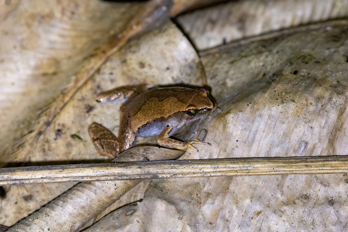 Amazon Sheep Frog (Hamptophryne boliviana) Estacion Biologica Los Amigos, Madre de Dios, Peru. Nov 3, 2023 Geotagged,Hamptophryne boliviana,Peru,Spring