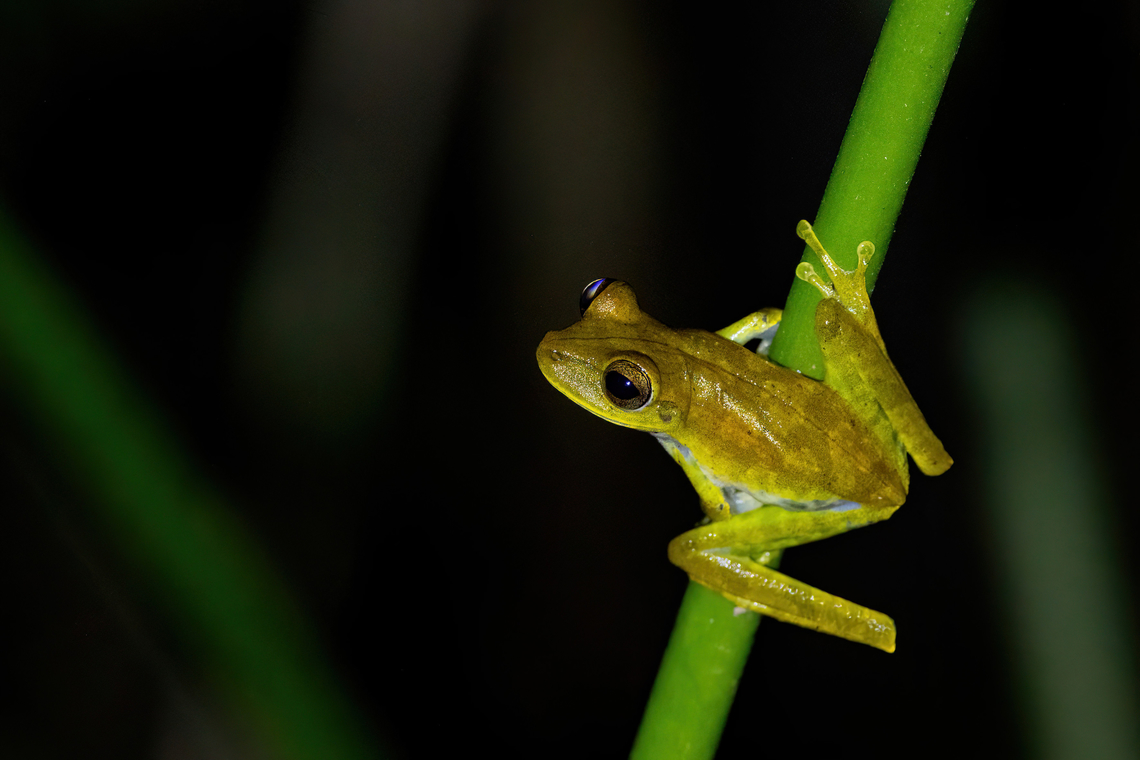 Map Tree Frog (Boana geographica) Estacion Biologica Los Amigos, Madre de Dios, Peru. Nov 3, 2023 Boana geographica,Geotagged,Map tree frog,Peru,Spring