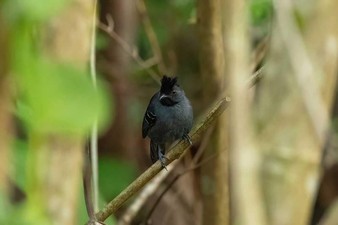 Black-headed antbird (Percnostola rufifrons) Piste d'Eskol, French Guiana. 3 Dec 2023 Black-headed antbird,Fall,French Guiana,Geotagged,Percnostola rufifrons