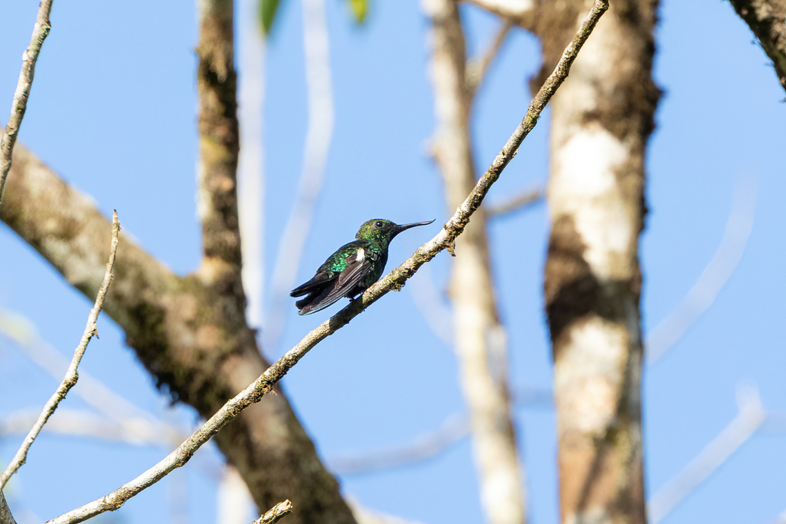 Fiery-tailed Awlbill (Avocettula recurvirostris) Piste d'Eskol, French Guiana. 3 Dec 2023 Avocettula recurvirostris,Fall,Fiery-tailed awlbill,French Guiana,Geotagged