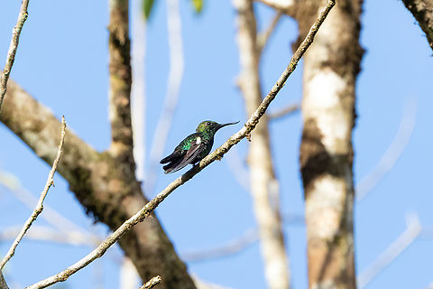 Fiery-tailed Awlbill (Avocettula recurvirostris) Piste d'Eskol, French Guiana. 3 Dec 2023 Avocettula recurvirostris,Fall,Fiery-tailed awlbill,French Guiana,Geotagged