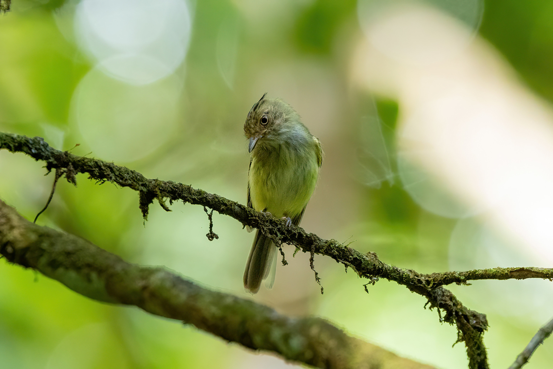 Helmeted Pygmy-Tyrant (Lophotriccus galeatus) Sentier de Lamirande, Guyane. Dec 4, 2023 Fall,French Guiana,Geotagged,Helmeted pygmy tyrant,Lophotriccus galeatus