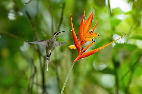 Pale-bellied hermit (Phaethornis anthophilus) Ibagu&eacute;, Tolima, Colombia. Jul 4, 2023 Colombia,Geotagged,Pale-bellied hermit,Phaethornis anthophilus,Summer
