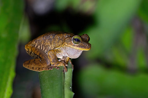 Banana tree dwelling frog (Boana platanera) Ibagu&eacute;, Tolima, Colombia. Jul 4, 2023 Boana platanera,Colombia,Geotagged,Summer