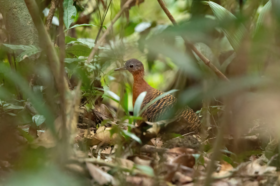 Variegated tinamou (Crypturellus variegatus) Estacion Biologica Los Amigos, Madre de Dios, Peru. Nov 4, 2023 Crypturellus variegatus,Geotagged,Peru,Spring,Variegated tinamou