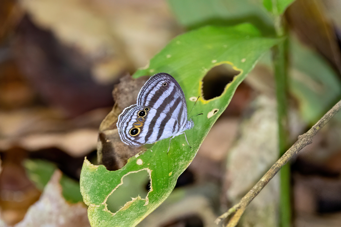 Paryphthimoides brixius (Satyrini) Estacion Biologica Los Amigos, Madre de Dios, Peru. Nov 4, 2023 Geotagged,Paryphthimoides brixius,Peru,Spring