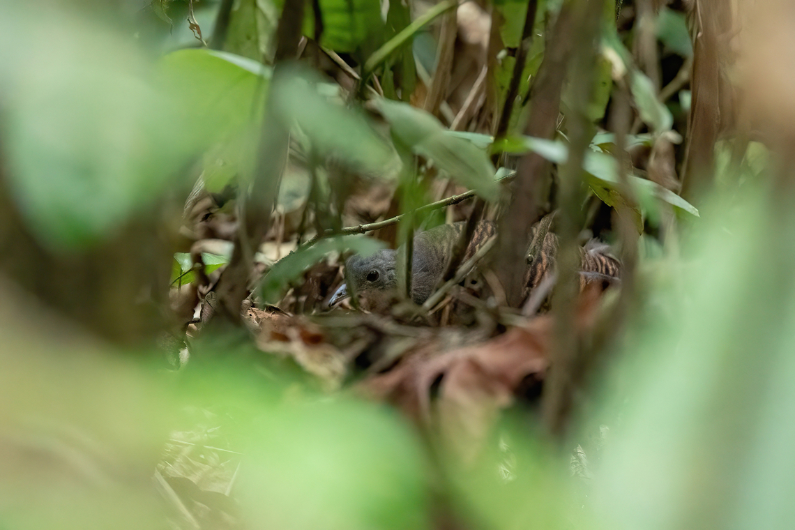 Bartlett's Tinamou (Crypturellus bartletti) Estacion Biologica Los Amigos, Madre de Dios, Peru. Nov 4, 2023 Bartlett's tinamou,Crypturellus bartletti,Geotagged,Peru,Spring