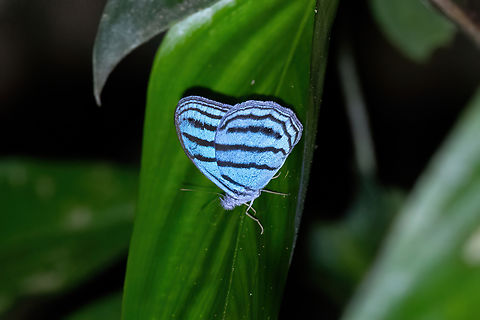Cepheuptychia cephus (Satyrini) Estacion Biologica Los Amigos, Madre de Dios, Peru. Nov 4, 2023 Cepheuptychia cephus,Cephus Blue Ringlet,Geotagged,Peru,Spring