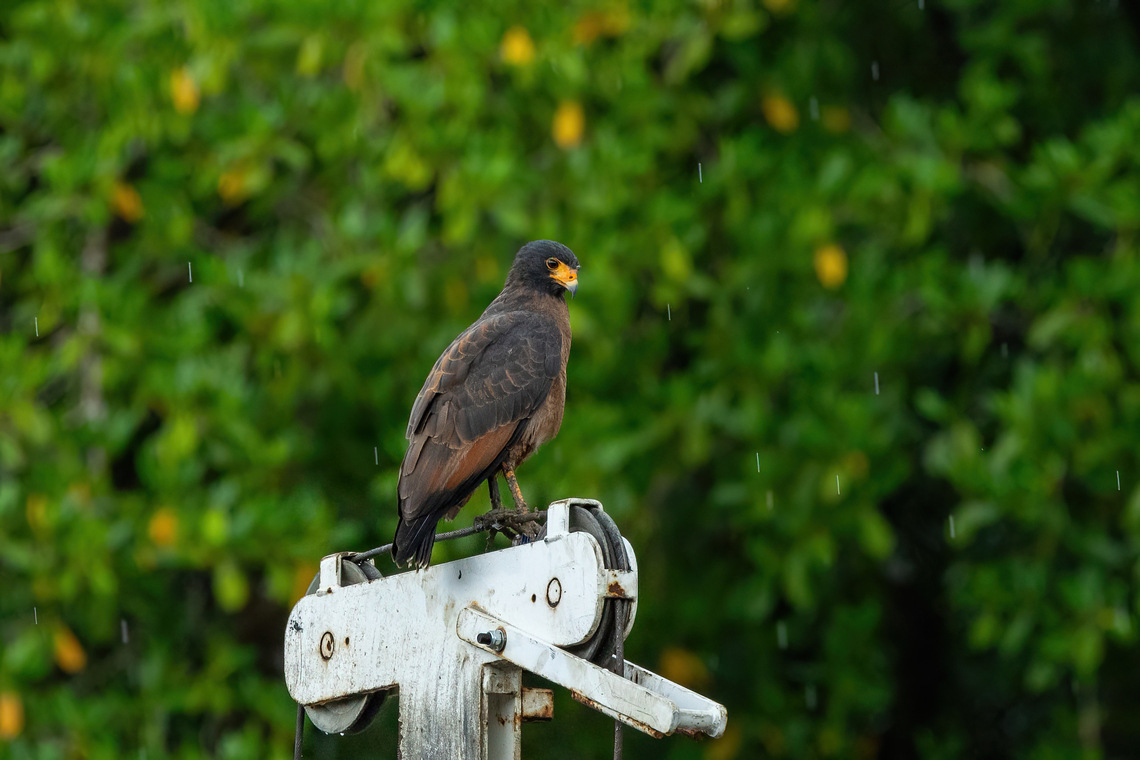 Rufous crab hawk (Buteogallus aequinoctialis) Pont du Larivot, Cayenne, French Guiana. Nov 26, 2023 Buteogallus aequinoctialis,Fall,French Guiana,Geotagged,Rufous crab hawk