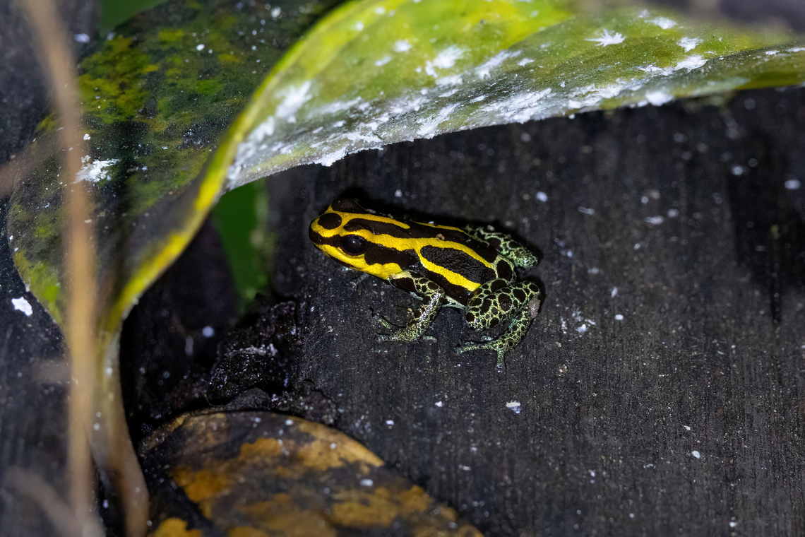 Zimmerman's poison frog (Ranitomeya variabilis) Montsin&eacute;ry Tonnegrande, French Guiana. Nov 26, 2023 Fall,French Guiana,Geotagged,Ranitomeya variabilis,Zimmerman's poison frog