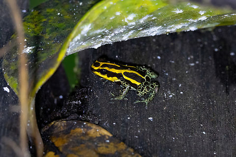 Zimmerman's poison frog (Ranitomeya variabilis) Montsinéry Tonnegrande, French Guiana. Nov 26, 2023 Fall,French Guiana,Geotagged,Ranitomeya variabilis,Zimmerman's poison frog