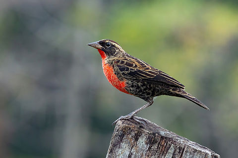 Red-Breasted Meadowlark (Leistes militaris) Piste Guatemala, French Guiana. Nov 26, 2023 Fall,French Guiana,Geotagged,Leistes militaris,Red-Breasted Meadowlark