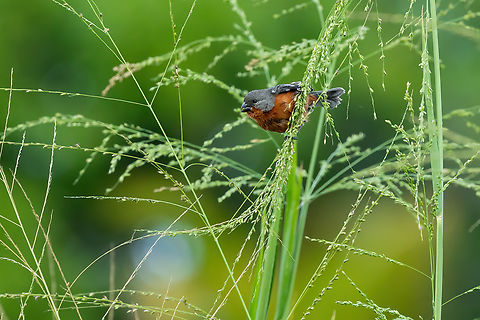 Ruddy-breasted seedeater (Sporophila minuta) Piste Guatemala, French Guiana. Nov 26, 2023 Fall,French Guiana,Geotagged,Ruddy-breasted seedeater,Sporophila minuta