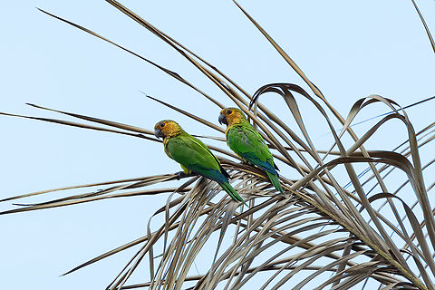 Brown-throated parakeet (Eupsittula pertinax) Piste Guatemala, French Guiana. Nov 26, 2023 Brown-throated parakeet,Eupsittula pertinax,Fall,French Guiana,Geotagged