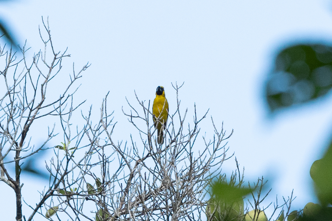 Yellow-green Grosbeak (Caryothraustes canadensis) Roche Corail, French Guiana. Nov 27, 2023 Caryothraustes canadensis,Fall,French Guiana,Geotagged,Yellow-green grosbeak
