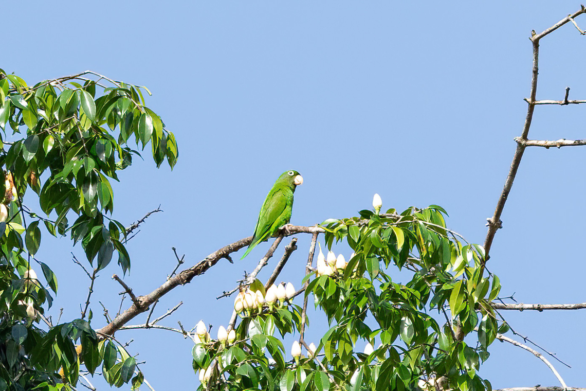 Golden-winged Parakeet (Brotogeris chrysoptera) Roche Corail, French Guiana. Nov 27, 2023 Brotogeris chrysoptera,Fall,French Guiana,Geotagged,Golden-winged parakeet