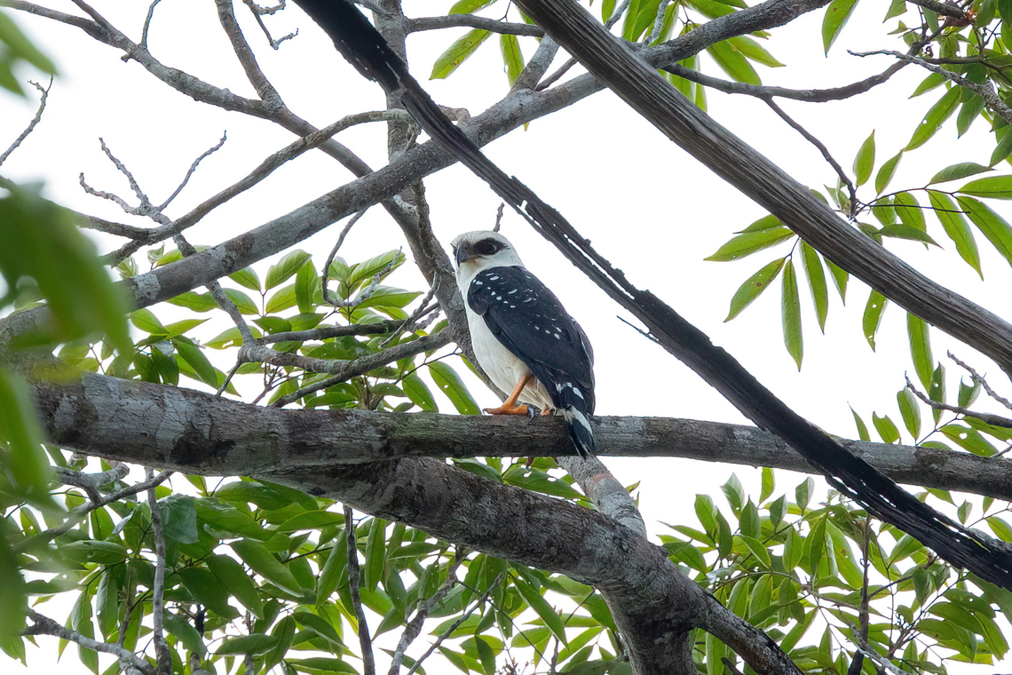 Black-faced Hawk (Leucopternis melanops) Roche Corail, French Guiana. Nov 27, 2023 Black-faced hawk,Fall,French Guiana,Geotagged,Leucopternis melanops