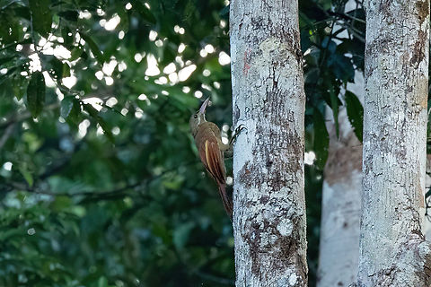 Red-billed Woodcreeper (Hylexetastes perrotii) Roche Corail, French Guiana. Nov 27, 2023 Fall,French Guiana,Geotagged,Hylexetastes perrotii,Red-billed woodcreeper