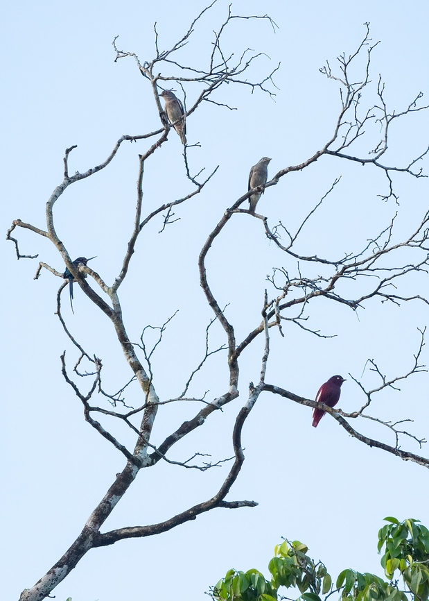 Pompadour cotingas (Xipholena punicea) Roche Corail, French Guiana. Nov 27, 2023 Fall,French Guiana,Geotagged,Pompadour cotinga,Xipholena punicea