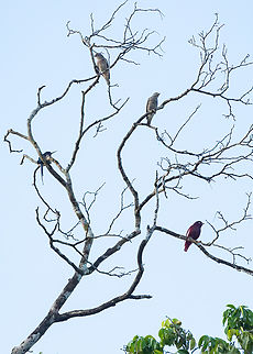 Pompadour cotingas (Xipholena punicea) Roche Corail, French Guiana. Nov 27, 2023 Fall,French Guiana,Geotagged,Pompadour cotinga,Xipholena punicea