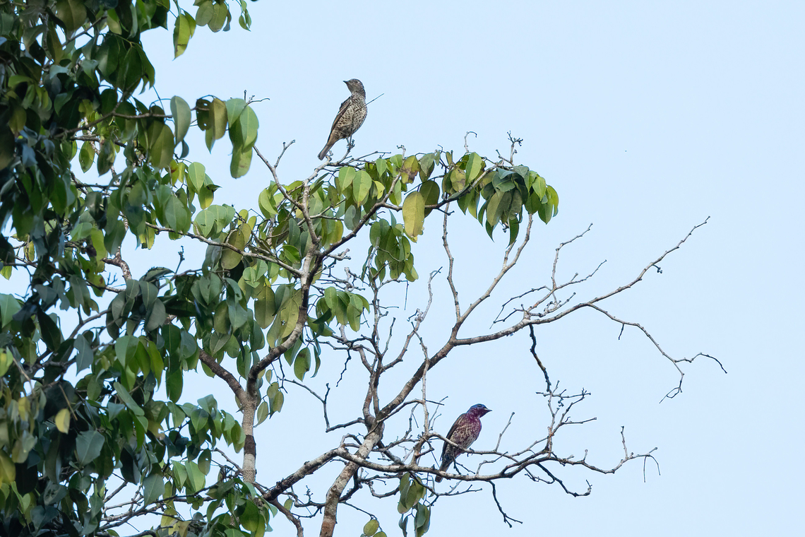 Purple-breasted cotingas (Cotinga cotinga) Roche Corail, French Guiana. Nov 27, 2023 Cotinga cotinga,Fall,French Guiana,Geotagged,Purple-breasted cotinga