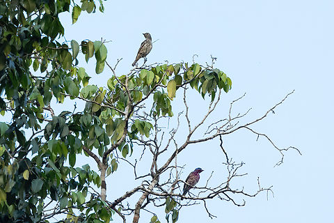 Purple-breasted cotingas (Cotinga cotinga) Roche Corail, French Guiana. Nov 27, 2023 Cotinga cotinga,Fall,French Guiana,Geotagged,Purple-breasted cotinga
