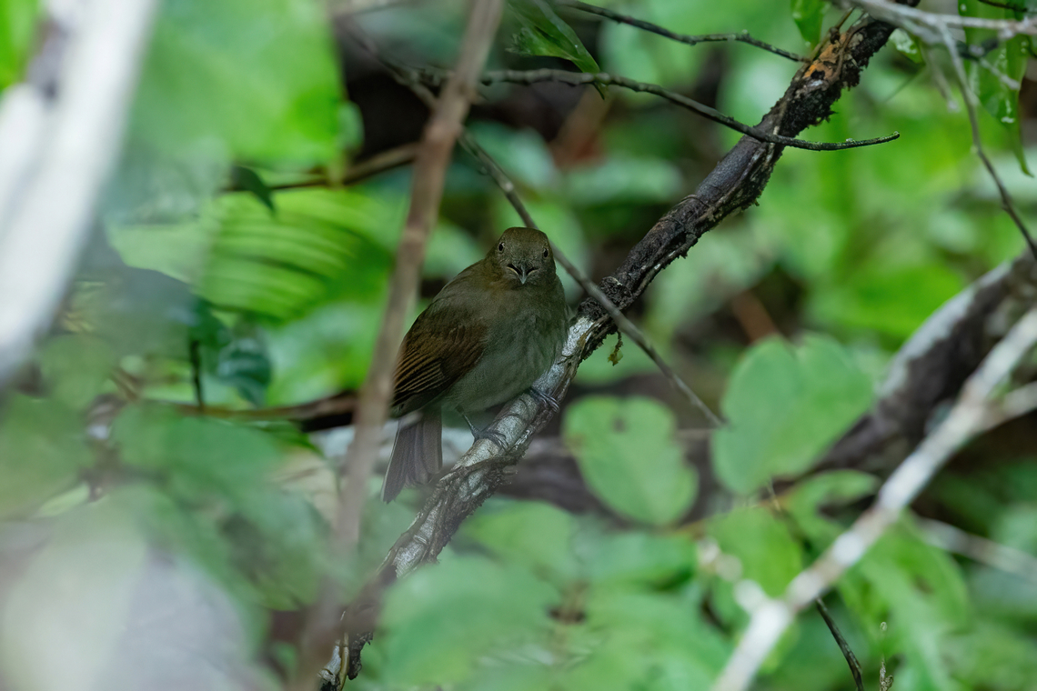 Olivaceous Schiffornis (Schiffornis olivacea) Roche Corail, French Guiana. Nov 27, 2023 Fall,French Guiana,Geotagged,Guianan schiffornis,Schiffornis olivacea