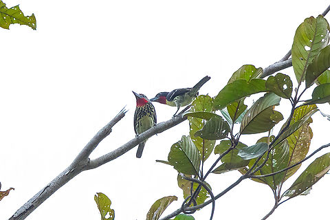 Black-spotted barbet (Capito niger) couple Roche Corail, French Guiana. Nov 27, 2023 Black-spotted barbet,Capito niger,Fall,French Guiana,Geotagged